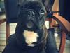 Fransk bulldog Balder [ Himmelhund]