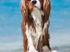 Cavalier king charles spaniel Bazil