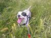 Dogo argentino Tayson