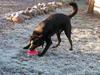 Labrador retriever blackie (kaldet bassi) [ Himmelhund]