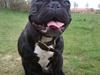 Fransk bulldog Carlos