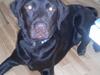 Labrador retriever Basse