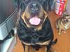 Rottweiler Felix