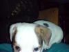 Jack russell terrier Kiwie