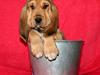 Blodhund Tabby