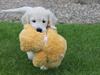 Golden retriever Peka's Chelsea