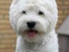 West highland white terrier Spencer.