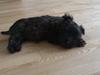 Cairn terrier My