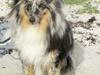 Shetland sheepdog Kennel Mifans Hero Hovsasa