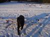 Schæferhund Bamse [ Himmelhund]