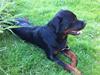 Rottweiler Gonzo