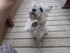 Cairn terrier Jette Vom Handewitter Forst (BELLA)