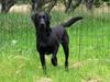 Labrador retriever Faye