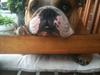 Olde english bulldogge Basil