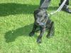 Blanding af racer Kenzo [Tidl. hund]