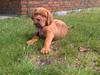 Dogue de bordeaux Shadow Of Oak Frodo ZaZa