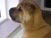 Shar pei Mei-Li (Meatmouth Give Me The Rubin)