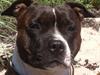 Staffordshire bull terrier Staff Royals Good Chanel