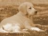 Golden retriever Calvin