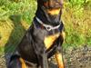 Rottweiler Gaia
