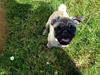 Mops Lara