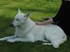 Hvid Schweizisk Hyrdehund Baldo *R.I.P. 02.03.2012 ;(* [ Himmelhund]