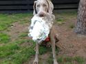 Weimaraner Kingo