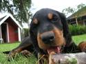 Gordon setter Zibbo