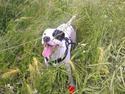 Dogo argentino Tayson