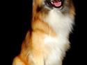 Islandsk fårehund Ífur