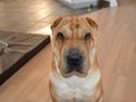 Shar pei Bertha