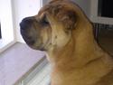 Shar pei Mei-Li (Meatmouth Give Me The Rubin)