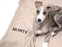 Whippet Monty