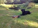Labrador retriever Handberg's Abigail (Abby)