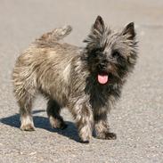 Cairn terrier Daisy