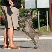 Cairn terrier Daisy