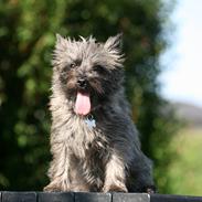 Cairn terrier Daisy