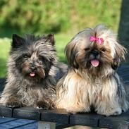Cairn terrier Daisy