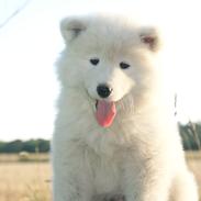 Samojedhund White Snow Star's Astina