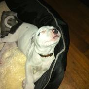 Staffordshire bull terrier coco