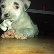 Staffordshire bull terrier coco