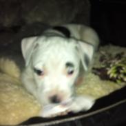 Staffordshire bull terrier coco