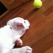 Staffordshire bull terrier coco