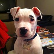 Staffordshire bull terrier coco