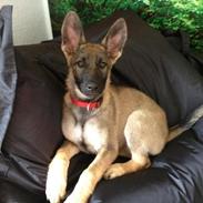 Schæferhund sascha