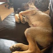 Schæferhund sascha