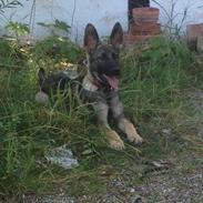 Schæferhund sascha