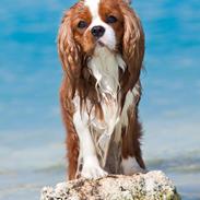 Cavalier king charles spaniel Bazil