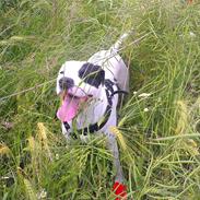 Dogo argentino Tayson