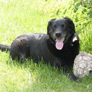 Labrador retriever blackie (kaldet bassi)